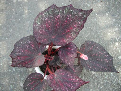 B. ‘Red Peacock’